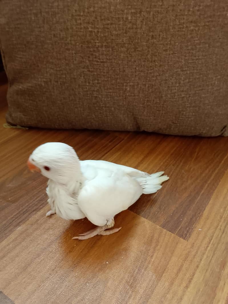 ringneck chick 3