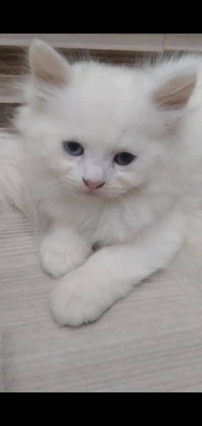 Odd Eyes Male Kitten Available At Reasonable Price