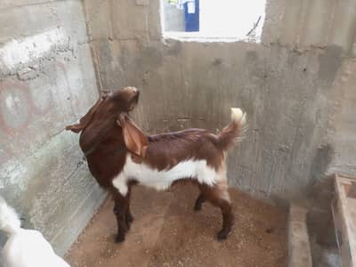 2 Dant ka Bhoto Bakra.