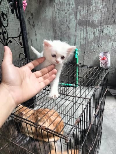 beautiful Persian Cats baby's Available in low price