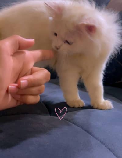 pesioin cat for sale