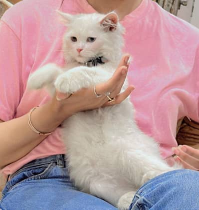 trained kitten