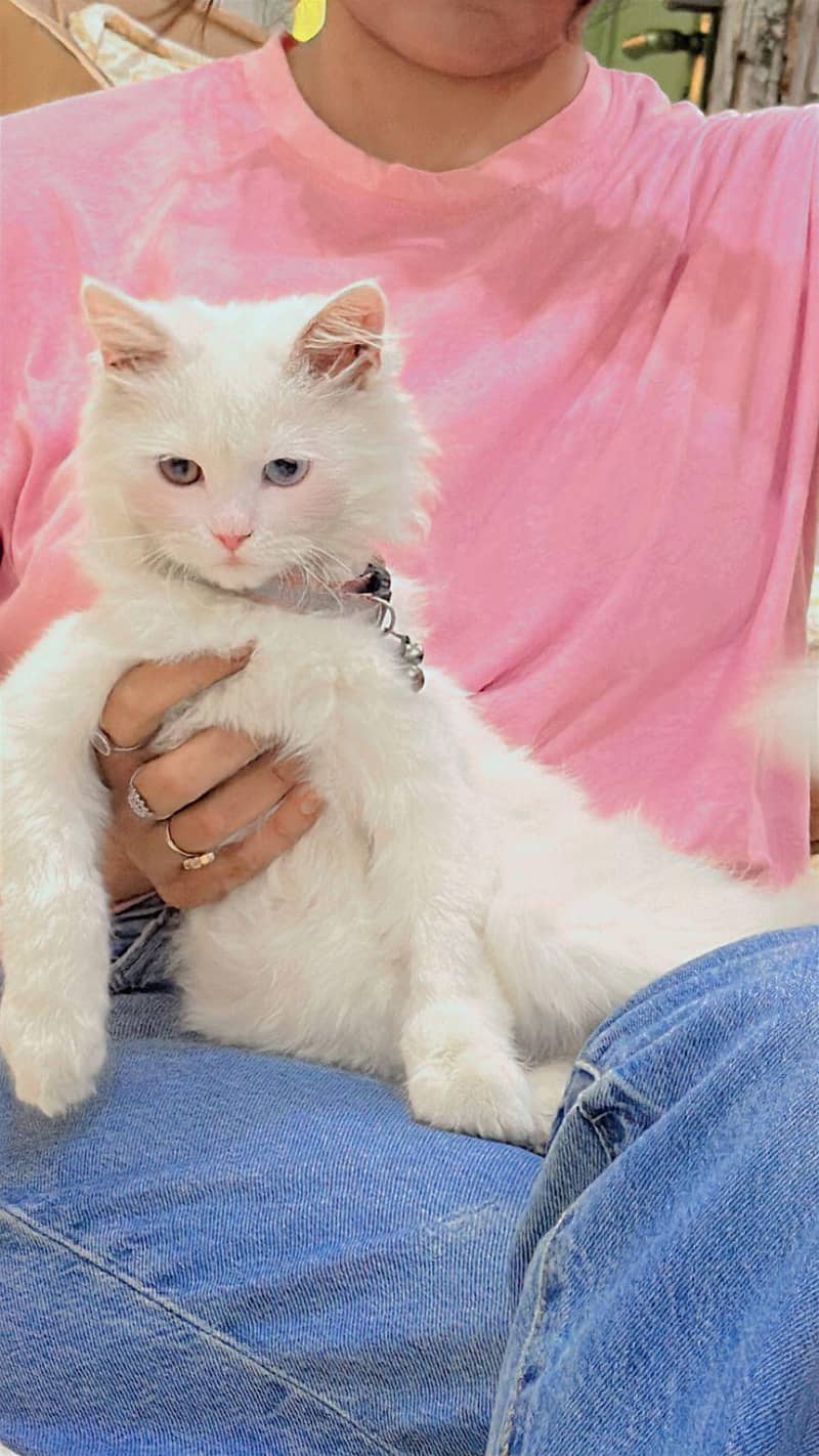trained kitten 1