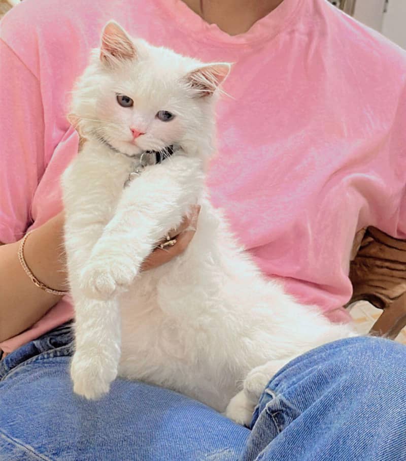 trained kitten 2