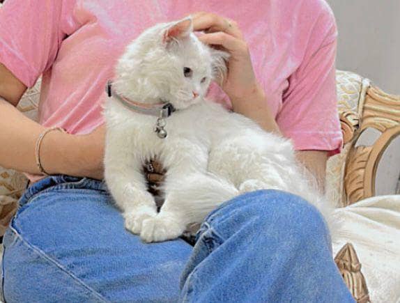 trained kitten 3