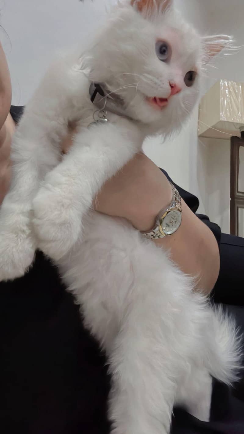 trained kitten 4