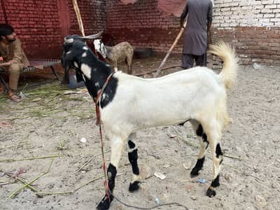 13 bakra available for sale loction kohsar