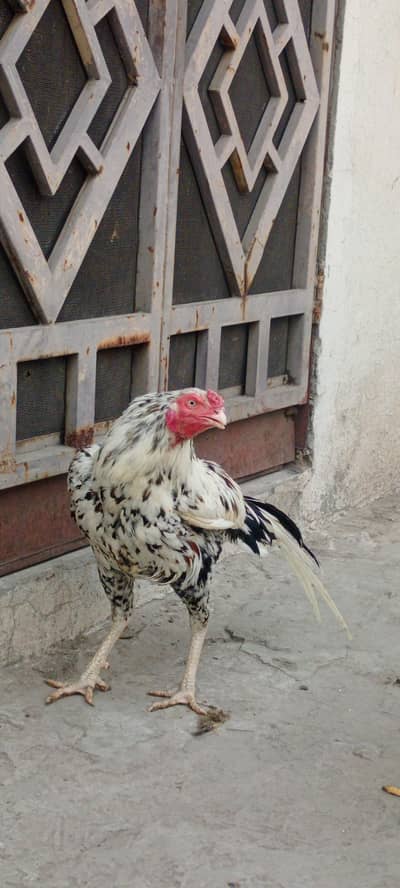 mianwali heera