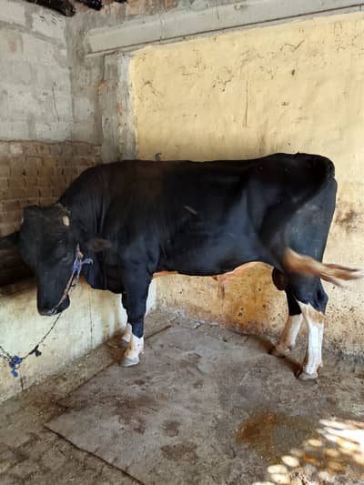 Qurbani ke janwer مہنگے اور سستے جانوروں کے لیے رابطہ کریں