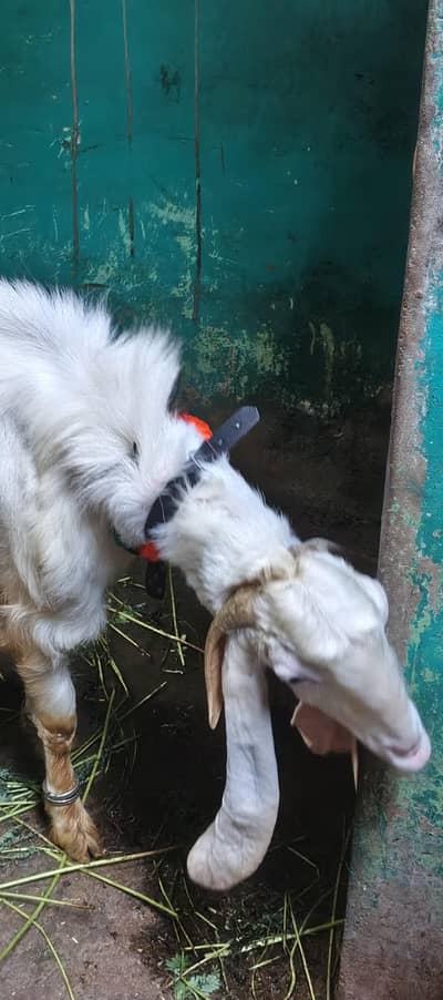 2 Bakra 2 Bakri