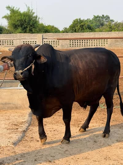 Qurbani Bachra