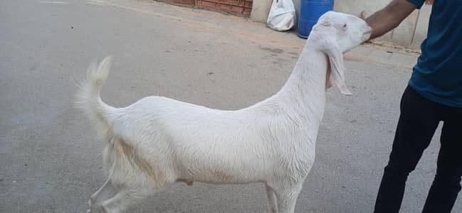 Golabi Kabra