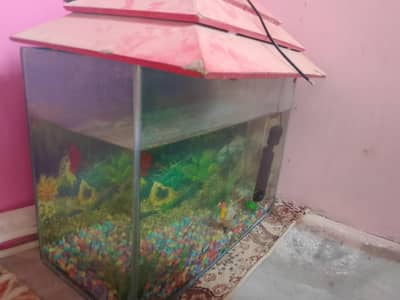 aquarium for sale