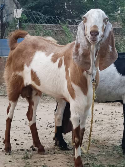 Bakra for Qurbani