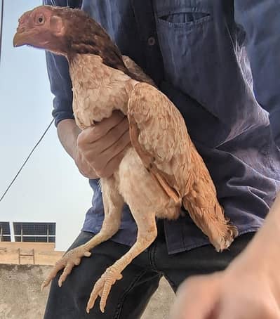 Aseel Breeder Madi