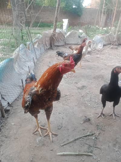 Healthy Male Rooster / Cockerel for Sale – Good Breeder