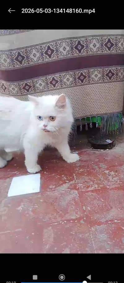 breeder female Odd eyes female for sale 0,304,80,81,621,