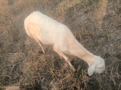dumba for sale qurbni  k Liya