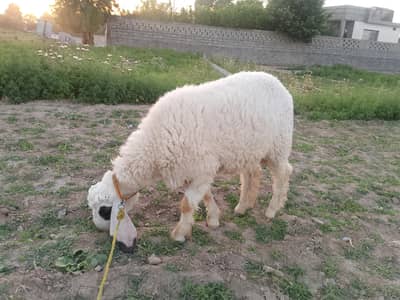 sheep for sale