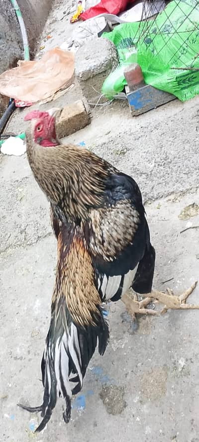 High quality aseel for sale