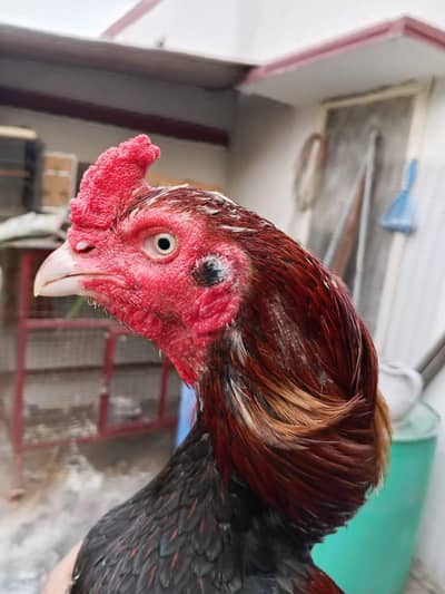 Aseel breeder male