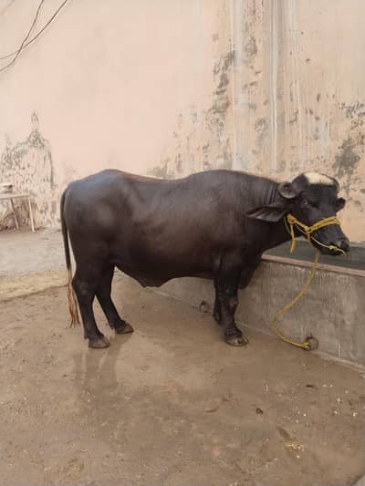 | jhota | 4 dant |  qurbani  |
