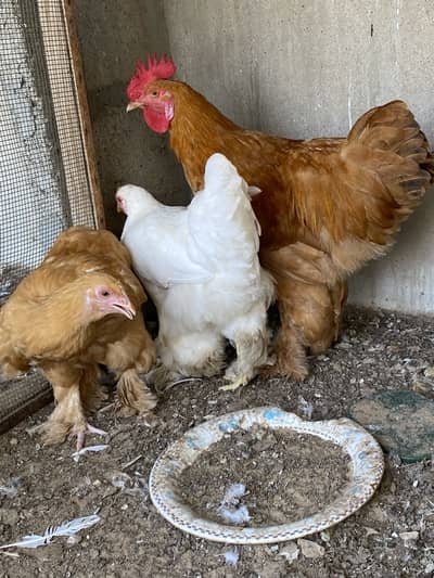 Heavy golden and white buff for sale