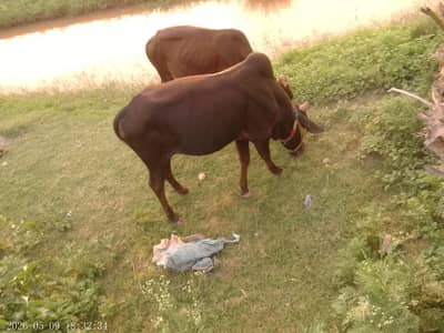 Qurbani Janwar  lachi city