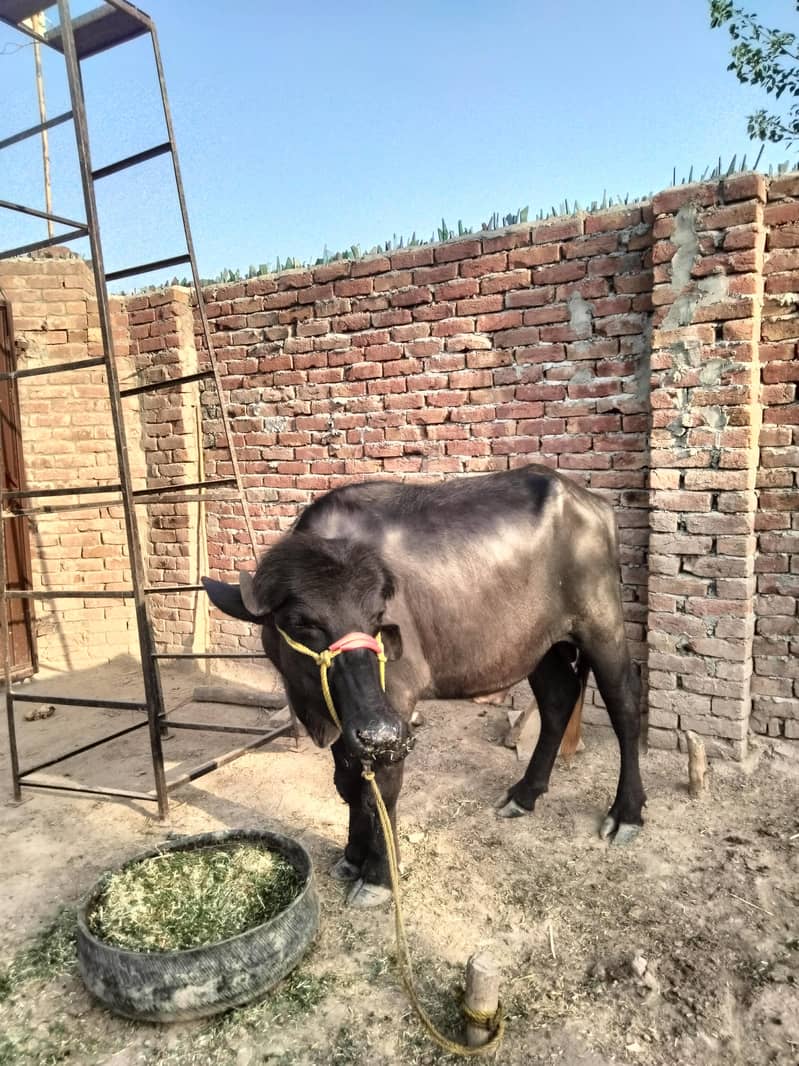 سالہ3 ہیوی نر بھینسا برائے فروخت ماشاءاللہ اچھی صحت کا” 3