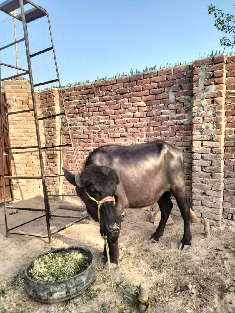 سالہ3 ہیوی نر بھینسا برائے فروخت ماشاءاللہ اچھی صحت کا” 4