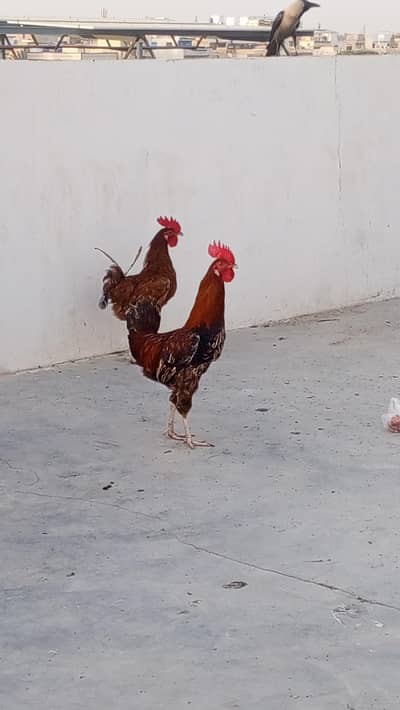 dasi murghy for sale