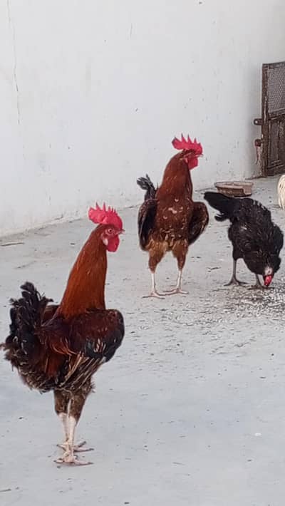 dasi murghy for sale