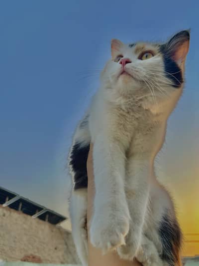 “Beautiful Fluffy Female Cat for Sale”