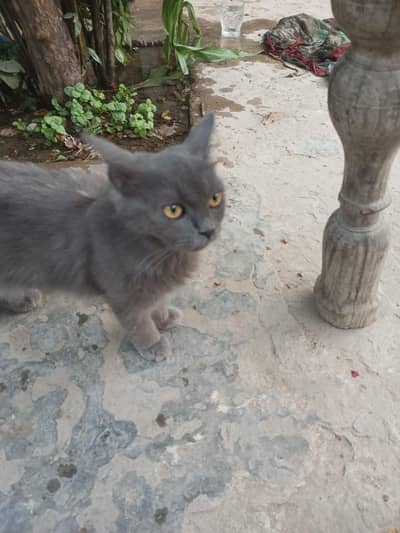 Persian kittens