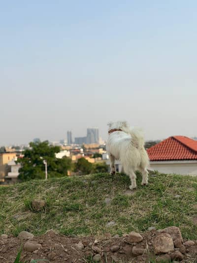 good dog