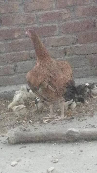 High quality Pakistani Aseel mugri-long height, Kurk baithi hai,madi