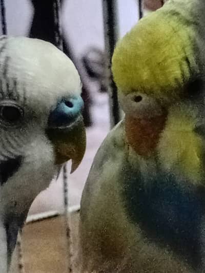 Free budgies