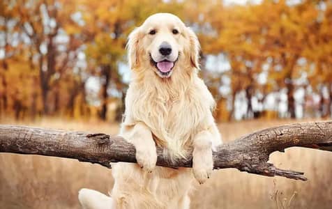 golden retriever puppies 92@3305406115