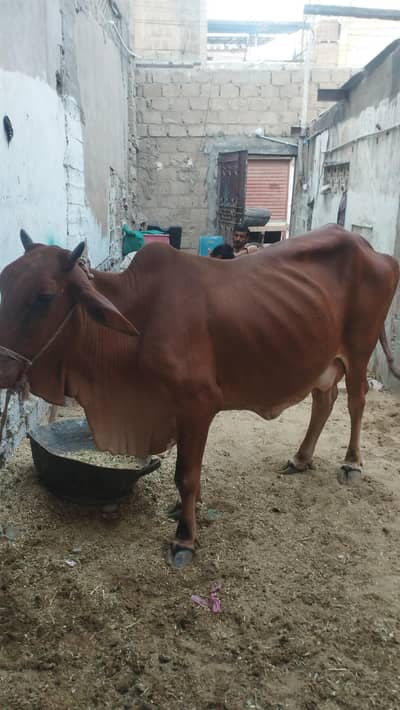 Gaye for sell