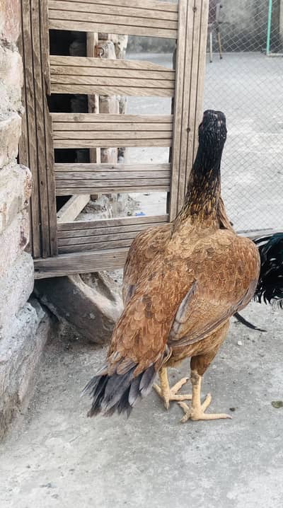 Aseel hen high quality hideen information inbox ma de do ga