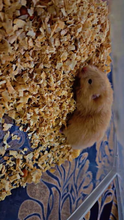 hamster