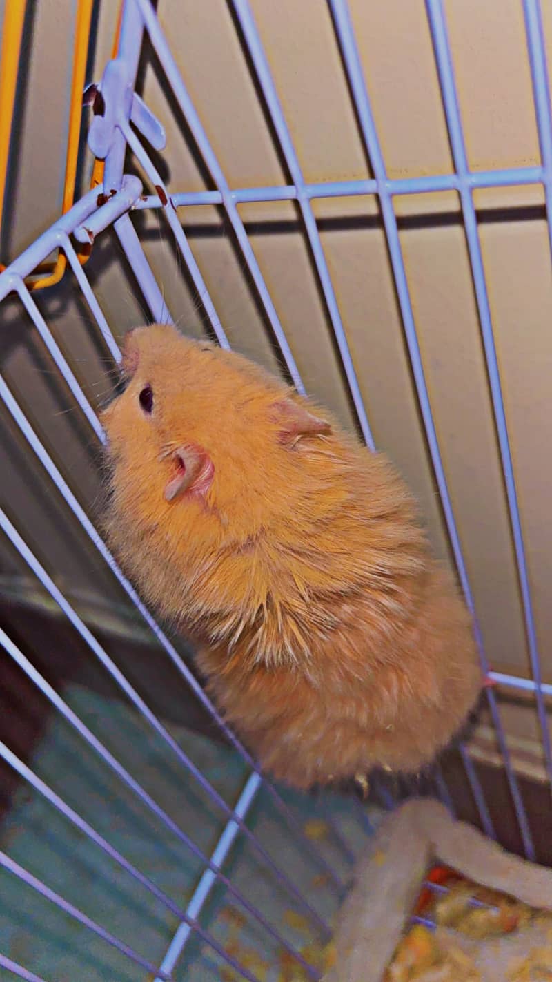 hamster 1