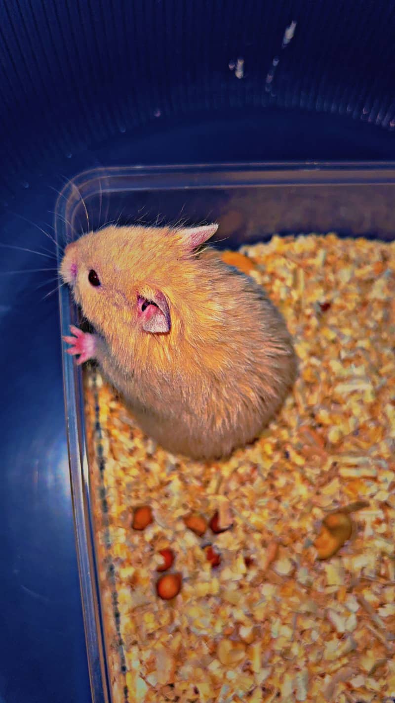 hamster 2
