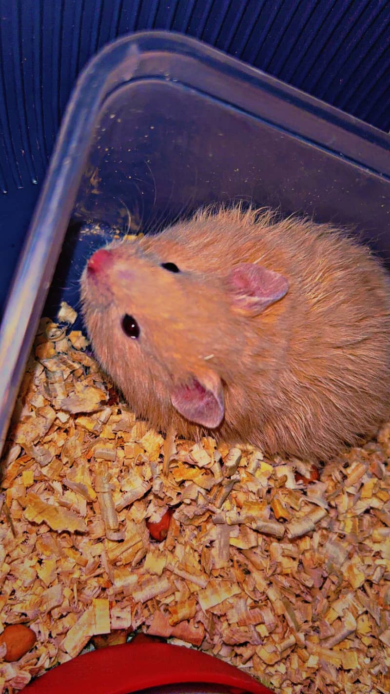 hamster 3