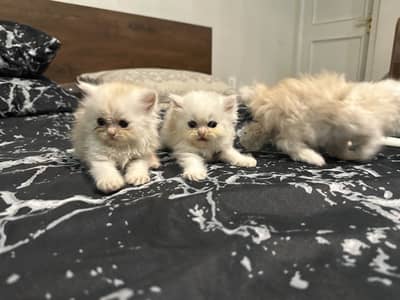 Cutest kittens for sale