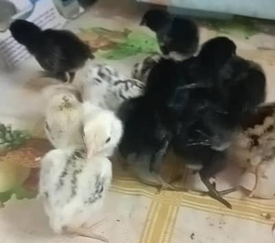 | Aseel Mianwali chicks | dayold chicks available