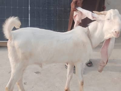 bakra 2 dant