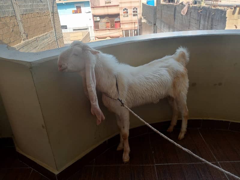bakra 2 dant 1