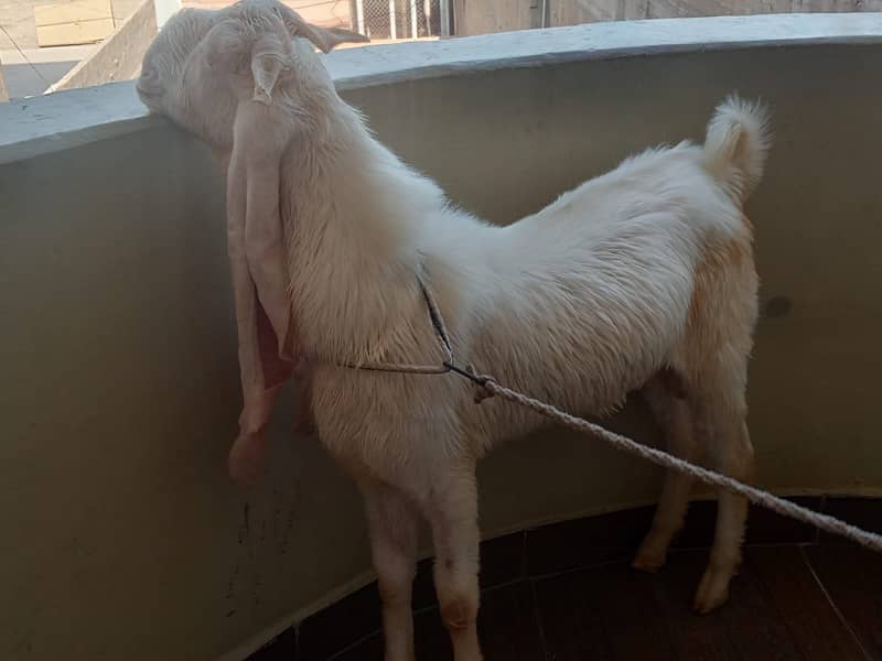 bakra 2 dant 2