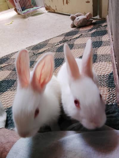 White Active Rabbit pair For Sale - male rabbit, female rabbit